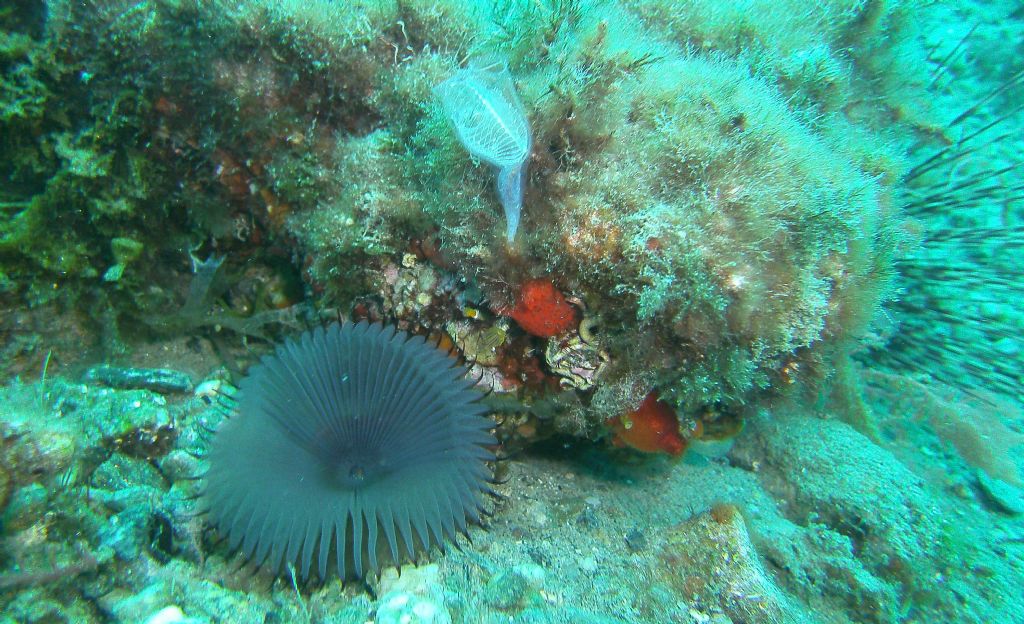 Myxicola infundibulum dallo stretto di Messina